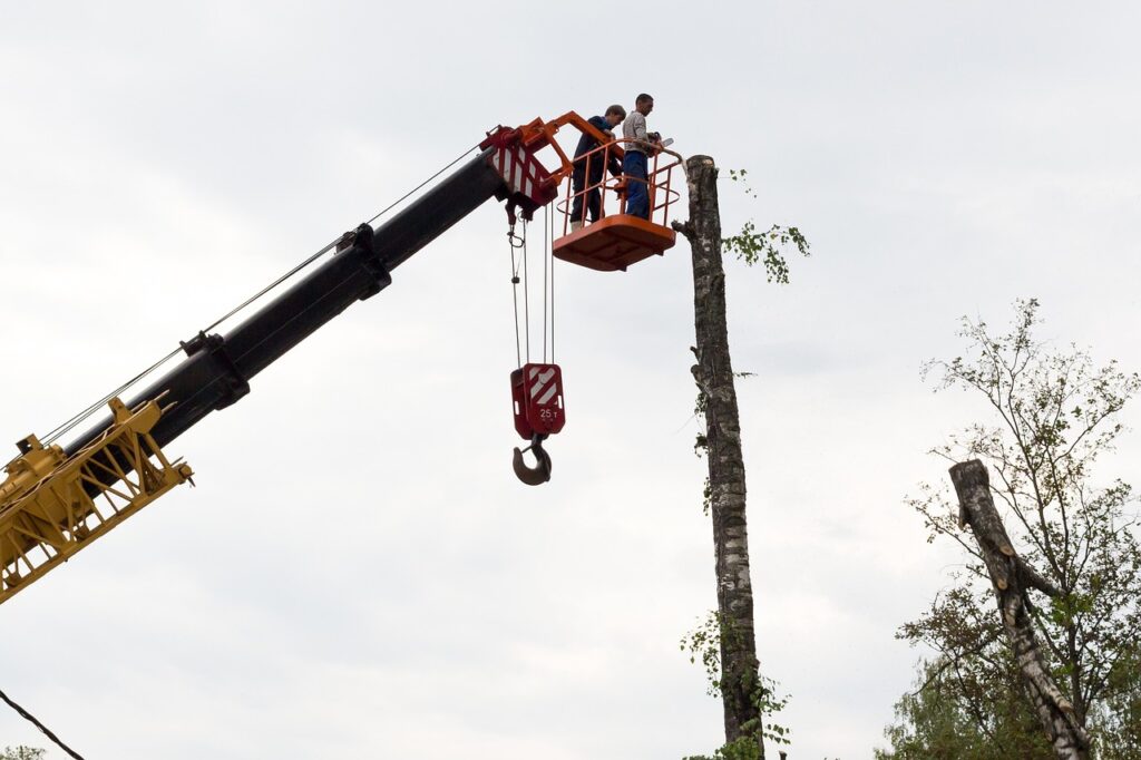 sawing, tree, birch-1605090.jpg