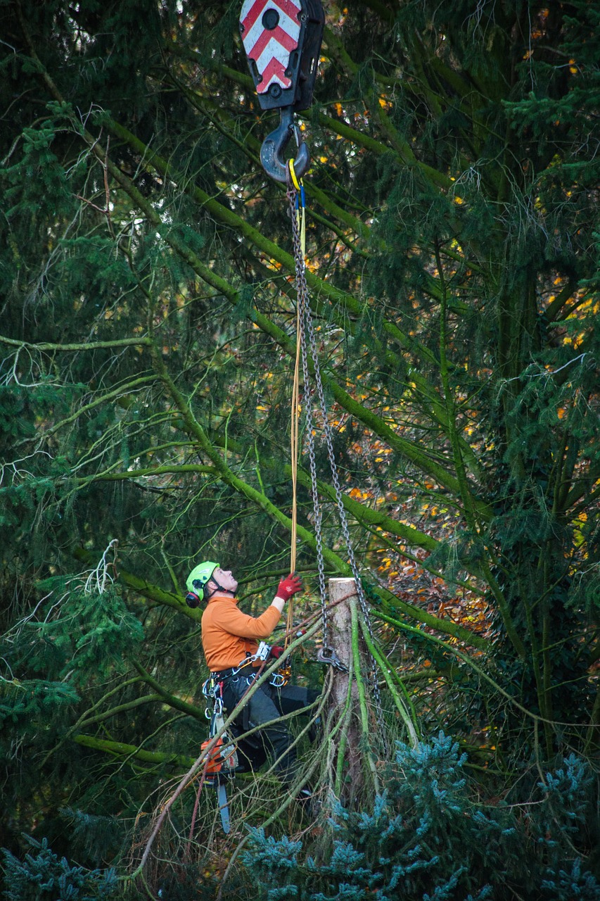 work, tree, wood-2539957.jpg